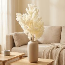 Prodotto Asparagi decorazione secca erba ornamentale secca bianca 80g