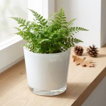 Prodotto Fioriera in vetro bianco Ø11,5cm H11cm
