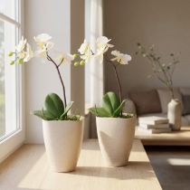 Prodotto Vaso per orchidee, vaso per fiori, plastica, beige screziato, 13,5x13cm, H16,5cm, 2 pezzi