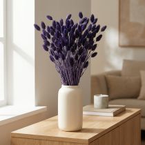Prodotto Erba decorativa essiccata Phalaris Violet 50-55 cm 100 g