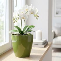 Prodotto Vaso per orchidee lucido Ø12,5 cm verde oliva 1 pezzo