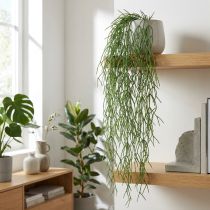 Prodotto Viticci decorativi, cactus corallo, appendiabiti artificiale Rhipsalis Verde L120cm