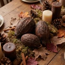 Prodotto Frutti di cacao, naturali, 10-18 cm, 15 pezzi
