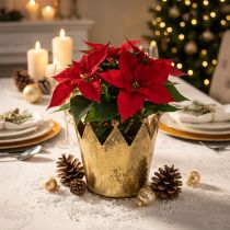 Prodotto Vaso da fiori decorativo in metallo con corona effetto ottone Ø11 cm/H10 cm