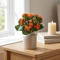Prodotto Flaming Käthchen Kalanchoe artificiale arancione 24 cm