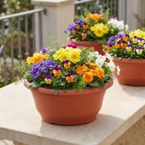Prodotto Ciotola per piante in plastica Ø27cm ciotola rotonda terracotta 5pz