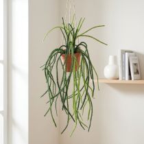 Prodotto Rhipsalis cactus in corallo artificiale appeso cesto H87cm