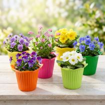 Prodotto Vaso per fiori in plastica Ø6,5 cm 25 pz