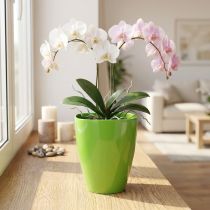 Prodotto Vaso per orchidee lucido Ø12,5 cm lime 1 pz