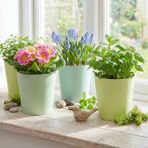 Prodotto Portacarte, cachepot, fioriera blu/verde Ø11cm H10cm 4pz