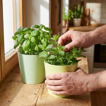 Prodotto Cachepot in carta, fioriera, vaso per erbe aromatiche blu/verde Ø15cm H13cm 4pz