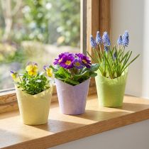 Prodotto Vaso per piante carta intrecciata verde giallo viola Ø9cm A18cm 9 pz
