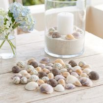 Prodotto Decorazione a conchiglia mini vongole conchiglie di lumaca 1–3 cm 340 g
