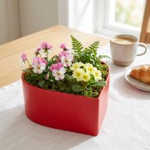 Prodotto Pianta romantica cuore ciotola per piante cuore rosso 15×15×7 cm 3pz