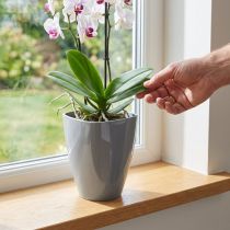 Prodotto Vaso per orchidee lucido Ø12,5 cm grigio 1 pezzo