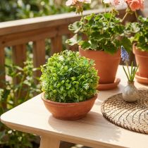 Prodotto Mini palla di bosso con fiori scatola palla verde Ø10cm