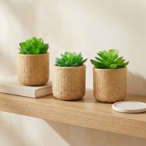Prodotto Succulente Artificiali in Vaso Piante Artificiali Assortite 10cm 3pz
