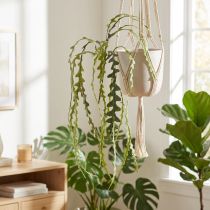 Prodotto Cactus artificiale con foglie di sega Epiphyllum anguliger L68 cm 3 pz