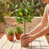 Prodotto Albero di limone artificiale, vaso da 58 cm, albero decorativo, stile mediterraneo