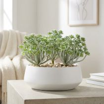 Prodotto Echeveria succulenta 17 cm Grigio 3 pz
