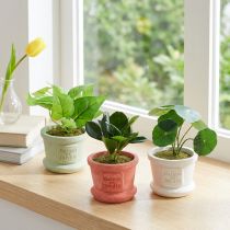 Prodotto Piante verdi artificiali mini piante in vaso 15cm 3pz
