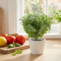 Prodotto Verde artificiale menta 25 cm 12 pz