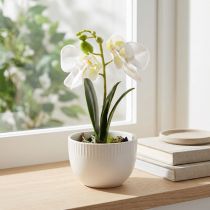 Prodotto Mini orchidee orchidee bianche artificiali in vaso 15cm