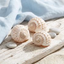 Prodotto Tessalata di Cozze Tonna 7 pz