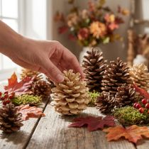 Prodotto Pigne Pinus Pinea pigne crema miste 5-18cm 25 pz