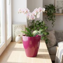 Prodotto Vaso per orchidee lucido Ø12,5 cm ciliegia 1 pz