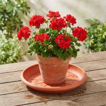 Prodotto Sottobicchiere “Linda” Ø33cm terracotta