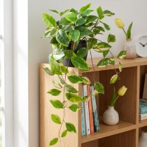 Prodotto Philodendron Scindapsus con vaso, di facile manutenzione - ideale per ufficio e casa 32 cm