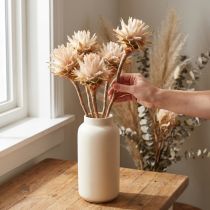Prodotto Leucospermum Plumosum Fiori d'Argento Chiari 25 pz