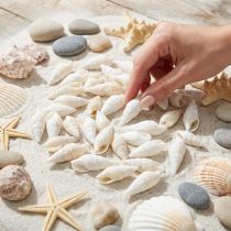 Prodotto Lumache decorative bianche, lumaca di mare decorazione naturale 2-5 cm 1 kg