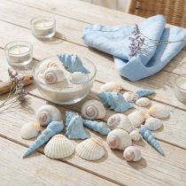 Prodotto Decorazione a conchiglia gusci di lumache blu naturale 3–5 cm 150 g
