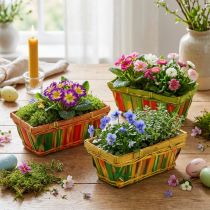 Prodotto Set di cestini per patatine quadrati multicolore 20 cm x 11 cm 12 pezzi