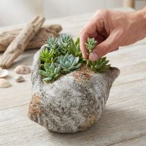 Prodotto Vaso da fiori in pietra conchiglia grigio antico marittimo 22×18×13cm