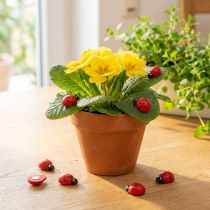 Prodotto Coccinelle decorative da incollare 2,5 cm rosse 72 pz