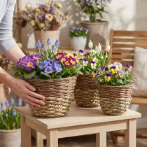 Prodotto Set di cestini in vimini naturale, 3 cestini rotondi per piantare, fioriere decorative Ø27/25/20 cm, vimini rustico
