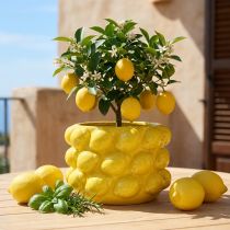 Prodotto Vaso da fiori fioriera in ceramica gialla Ø18,5 cm H12 cm