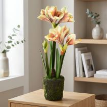 Prodotto Amaryllis artificiale in una palla di muschio con fiori a motivi rosa-gialli - 45 cm - Decorazione esotica ed elegante
