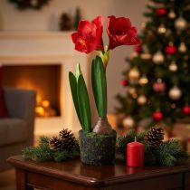 Prodotto Amaryllis in palline di muschio artificiale - fiori rosso vivo, 49 cm - decorazione della stanza elegante e naturale