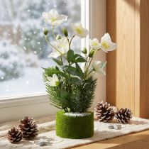 Prodotto Rosa di Natale artificiale con abete e palla di muschio, ricoperta di neve bianca, 33 cm