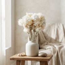 Prodotto Fiori secchi, fiori a cappello, bianco naturale, fiori di paglia, bouquet di fiori secchi H33cm