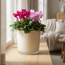 Prodotto Vaso da fiori in vetro fioriera in vetro beige Ø11,5 cm H11 cm