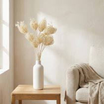 Prodotto Fiori secchi crema di finocchio sbiancato 45cm mazzo 10 pezzi