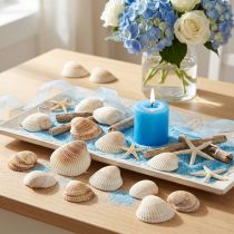 Prodotto Decorazione di conchiglie conchiglie bianche marroni vongole 5-7cm 300g