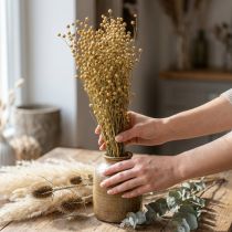 Prodotto Lino essiccato, floristica essiccato, lino naturale colore naturale L40–55cm 85g