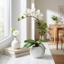 Prodotto Crema di Phalaenopsis in vaso ceramica 33cm
