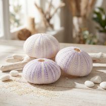 Prodotto Custodia per conchiglia di riccio di mare bianco-viola Ø4-6cm 12 pz
